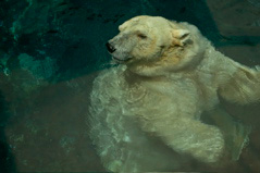 Polar Bear Sniffing